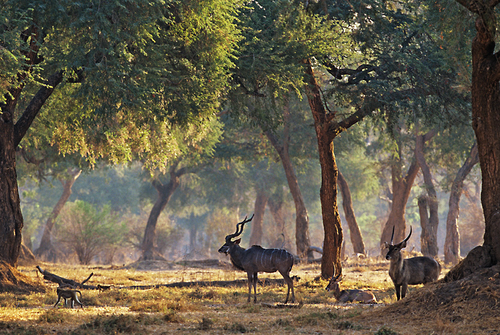 Kudu, Waterbuck, Baboon