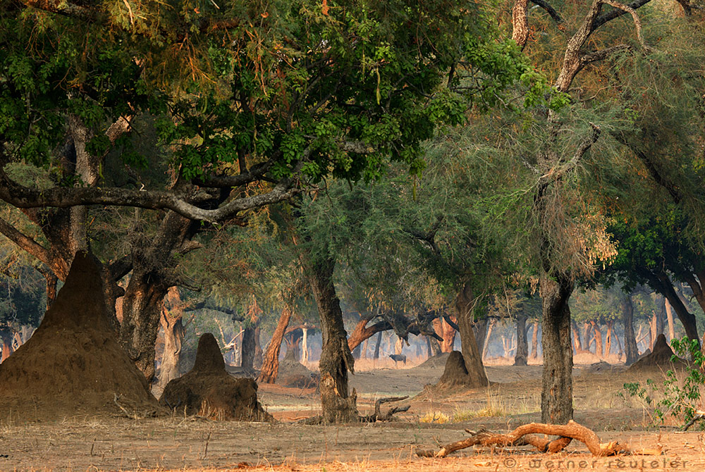 Mana Pools