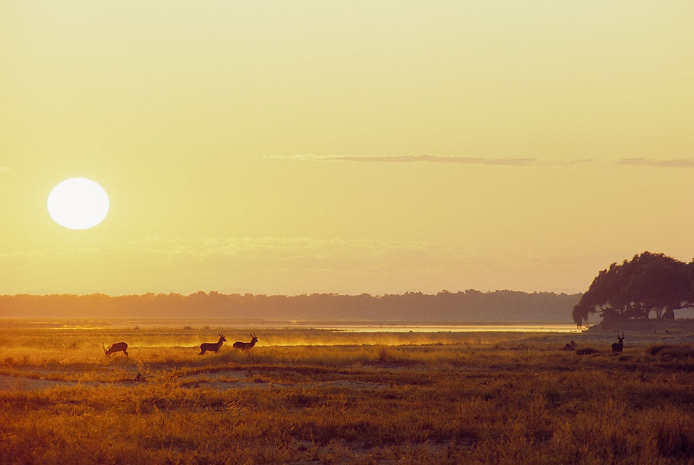 Zambezi sunrise