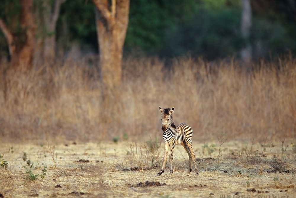 Zabra Foal