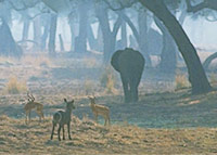 A morning at a pool with Impala, Waterbuck, Baboons, Elephants and Saddlebilled Storks