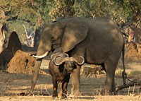 Elephant, Buffalo, Waterbuck,Impala, Baboons