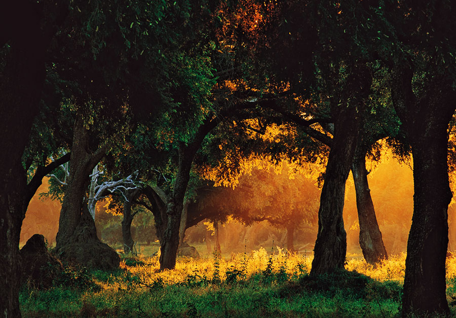 Sunset in the Bush