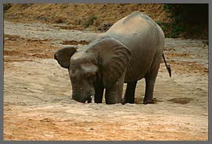 Elephant digging for water